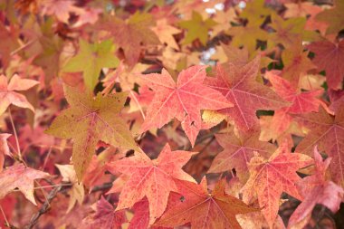 Liquidambar styraciflua ağacının çok renkli yaprakları