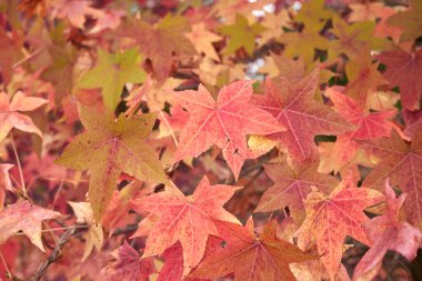 multicolored foliage of Liquidambar styraciflua tree clipart