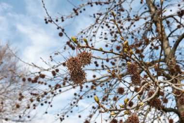 Winte 'deki Liquidambar styraciflua şubesi