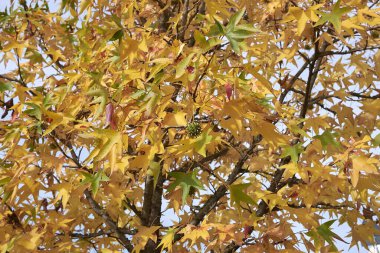 Sonbaharda Liquidambar styraciflua ağacının renkli yaprakları