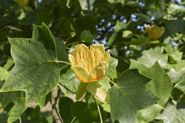 Liriodendron tulipifera şubesini kapatın.
