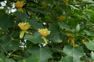 Liriodendron tulipifera şubesini kapatın.