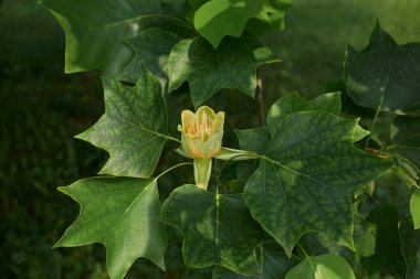 Liriodendron tulipifera ağacının görüntüsü