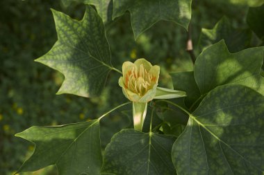 Liriodendron tulipifera ağacının görüntüsü