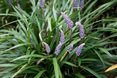 Liriope Muscari bitkisinin manzarası