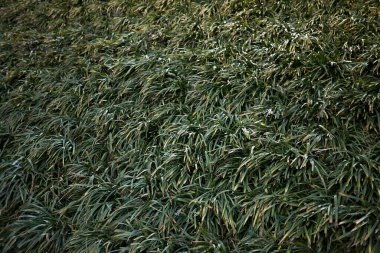 Liriope Muscari bitkisinin manzarası