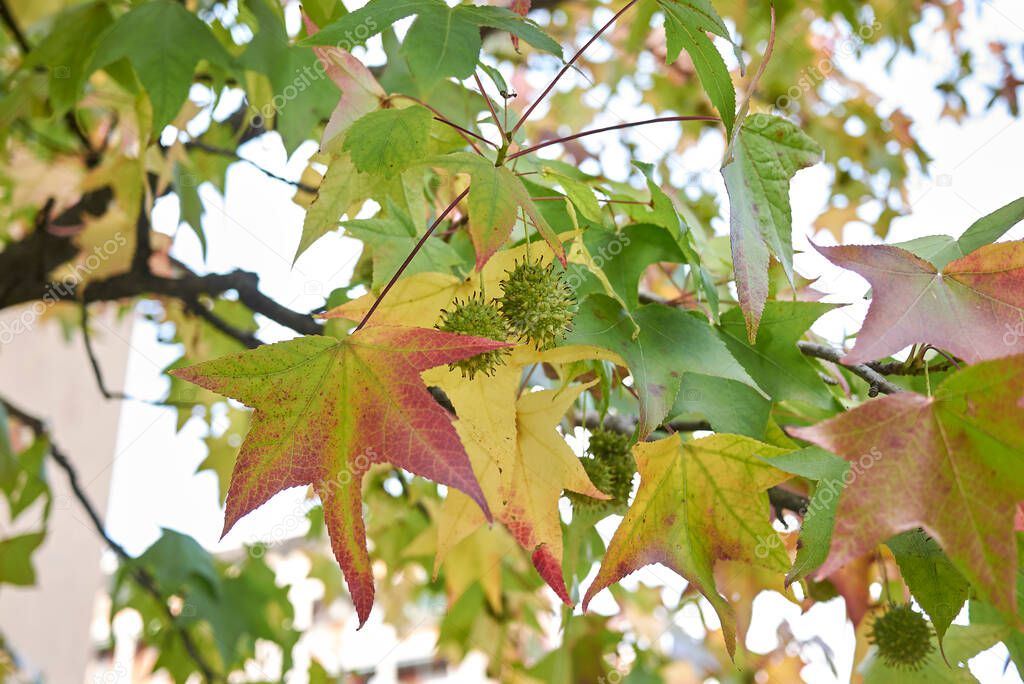 multicolored foliage of Liquidambar styraciflua tree