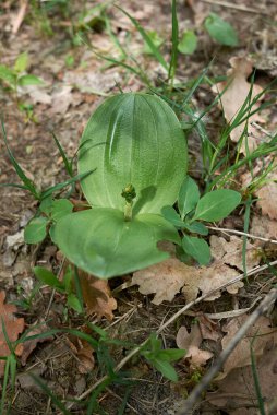 Neottia ovatasının taze bitkisi