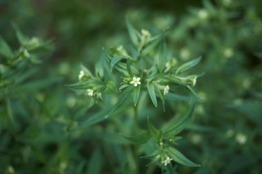  Lithospermum polis memuru, yaklaşın.