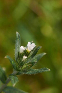 Lithospermum beyaz çiçeklere yaklaş.