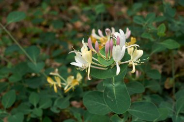 Lonicera kaprifollium çalısı çiçek açtı.