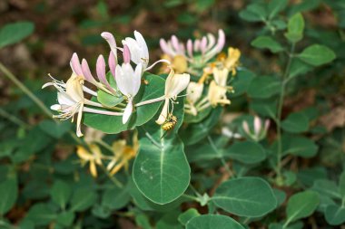 Lonicera kaprifollium çalısı çiçek açtı.