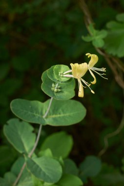 Lonicera kaprifollium çalısı çiçek açtı.