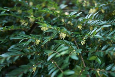 Lonicera nitida hep yeşil çalı