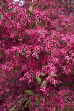 Loropetalum chinense rubrum fundalığının mor çiçeği