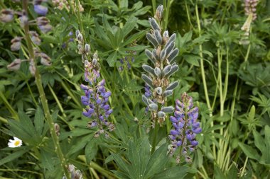 Lupinus polifilus renkli çiçekler.