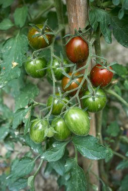 Sebze bahçesinde taze domates