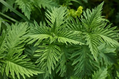 Lycopus europaeus dokulu yapraklar