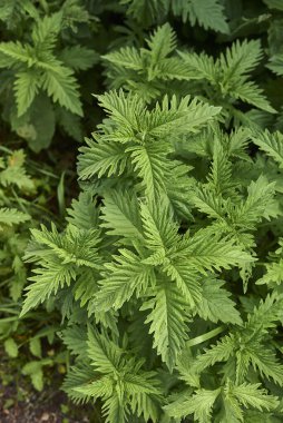 Lycopus europaeus dokulu yapraklar