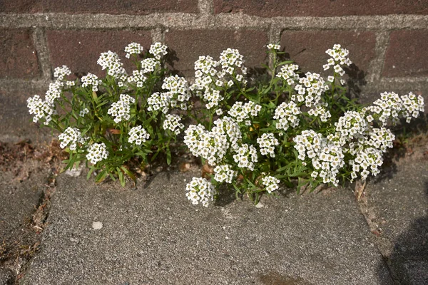 Flores Brancas Lobularia Maritima Plantas — Fotografia de Stock