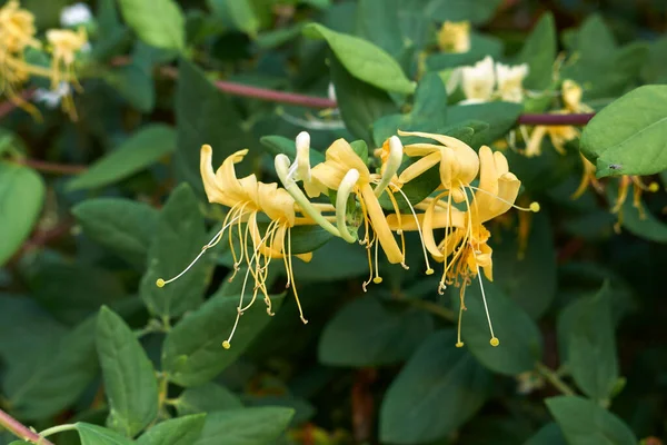 Japonya 'nın beyaz ve turuncu çiçekleri