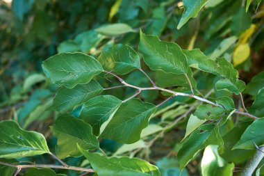 Çoklu meyveli Maclura pomifera dalı