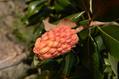 Magnolia görkemli meyvesi manzarası