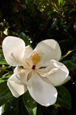 Magnolia görkemli yaprakları ve çiçekleri