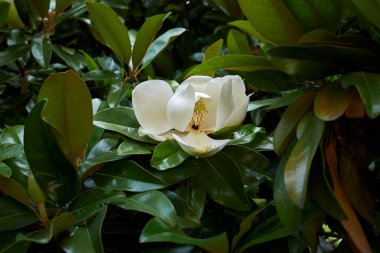 Magnolia görkemli yaprakları ve çiçekleri