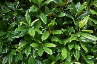 Magnolia ihtişamı taze yeşillik