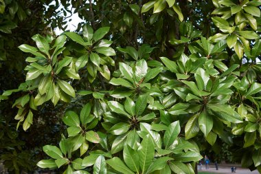 Magnolia ihtişamı taze yeşillik