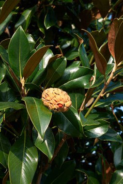 Meyveli Magnolia grandiflora dalı