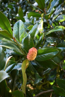 Meyveli Magnolia grandiflora dalı