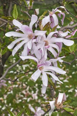 Magnolia stellata pembe ve beyaz çiçekler