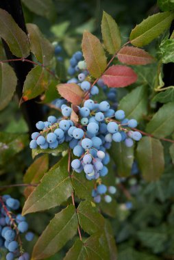 Mahonia aquifolium 'un mavi meyveleri