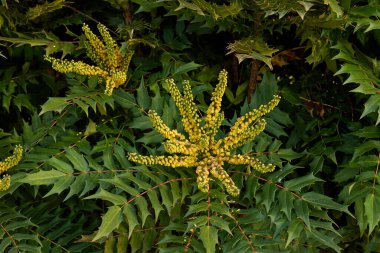 Mahonia x medya çalılığı