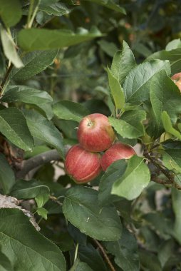 İtalya 'da elma bahçesi, Gala çeşidi
