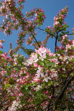 Malus floribunda pembe ve beyaz çiçek