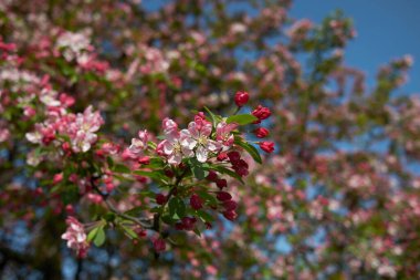 Malus floribunda pembe ve beyaz çiçek