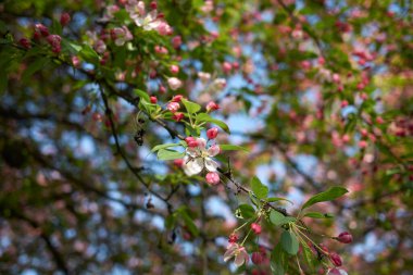 Malus floribunda pembe ve beyaz çiçek