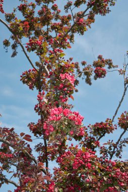  Malus floribunda purpurea çiçek açtı