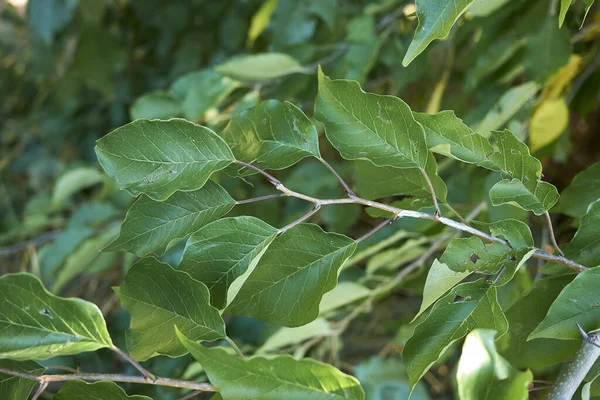 Çoklu meyveli Maclura pomifera dalı
