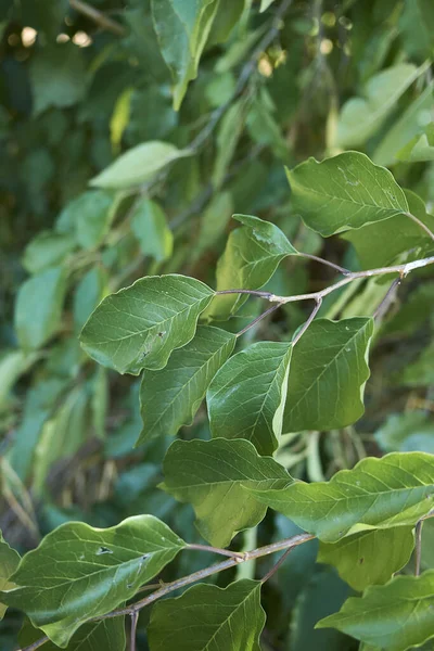 Çoklu meyveli Maclura pomifera dalı