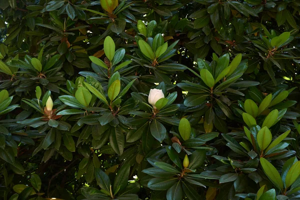 Magnolia Grandiflora Blätter Und Blüten — Stockfoto