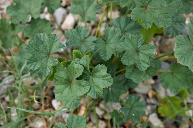 Malva Sylvestris yakınlaş