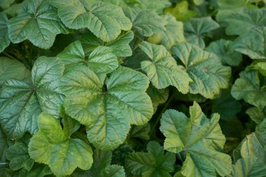 Malva Sylvestris yakınlaş