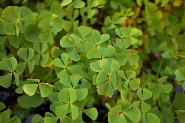Marsilea Quadrifolia taze yapraklar