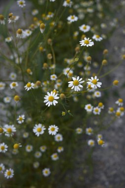 Papatya çiçeğinin vahşi manzarası