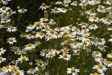 Papatya çiçeğinin vahşi manzarası