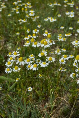 Matricaria chamomilla beyaz ve sarı çiçekler